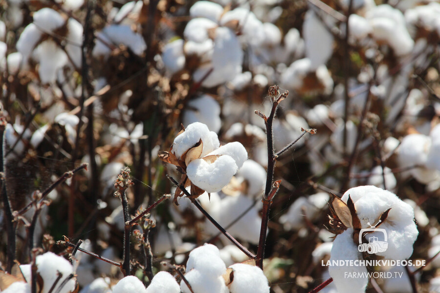 Cotton Harvest_01.jpg